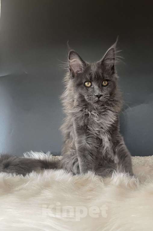 Кошки в других городах Московской области: Котенок мейн-кун Девочка, 35 000 руб. - фото 4