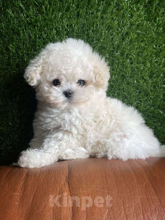 Собаки в Ижевске: Бишон микро Китай с родословной  Мальчик, 250 000 руб. - фото 4