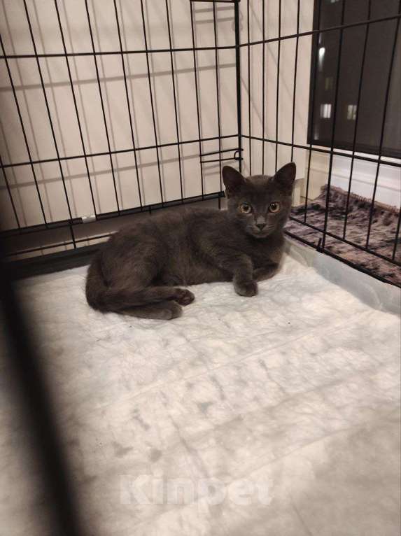 Кошки в Москве: Мурчалка котик Нико в дар Мальчик, Бесплатно - фото 4