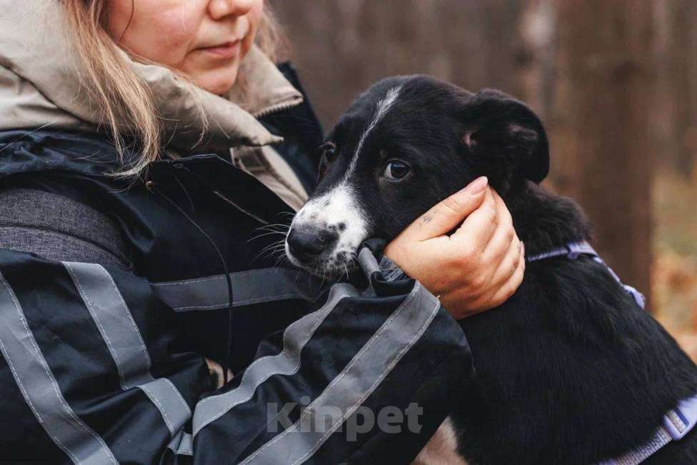 Собаки в Москве: Фелисити - девочка, 2 месяца, ищет дом  Девочка, Бесплатно - фото 2
