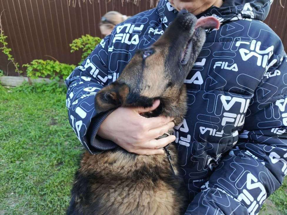 Собаки в Москве: Статный пёс Барди в поисках семьи Мальчик, Бесплатно - фото 3