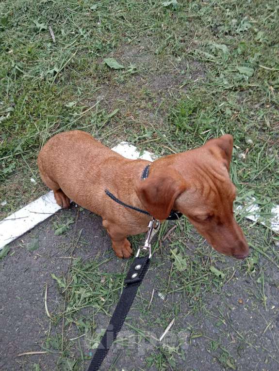 Собаки в Орле: Таксенок Мальчик, 6 000 руб. - фото 2