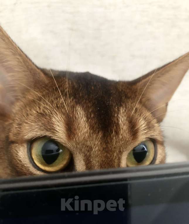 Кошки в Новосибирске: Кот Абиссинский  Мальчик, 5 000 руб. - фото 2