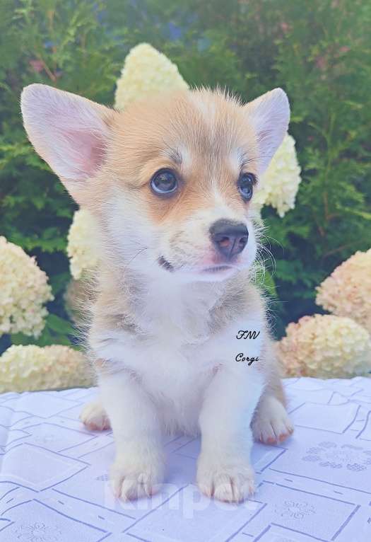 Собаки в Москве: Красавица малышка коржик Девочка, 65 000 руб. - фото 3