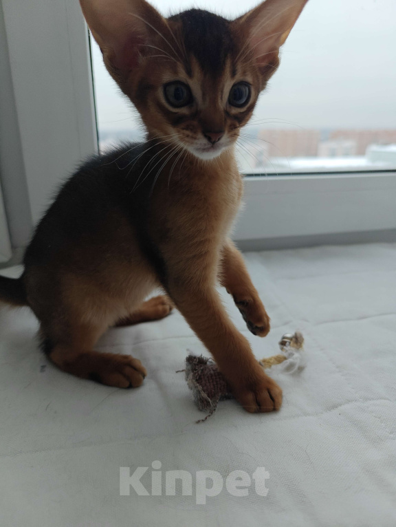 Кошки в Мытищах: Абиссинские котята в домашние любимцы Мальчик 2 Мальчик, 45 000 руб. - фото 4