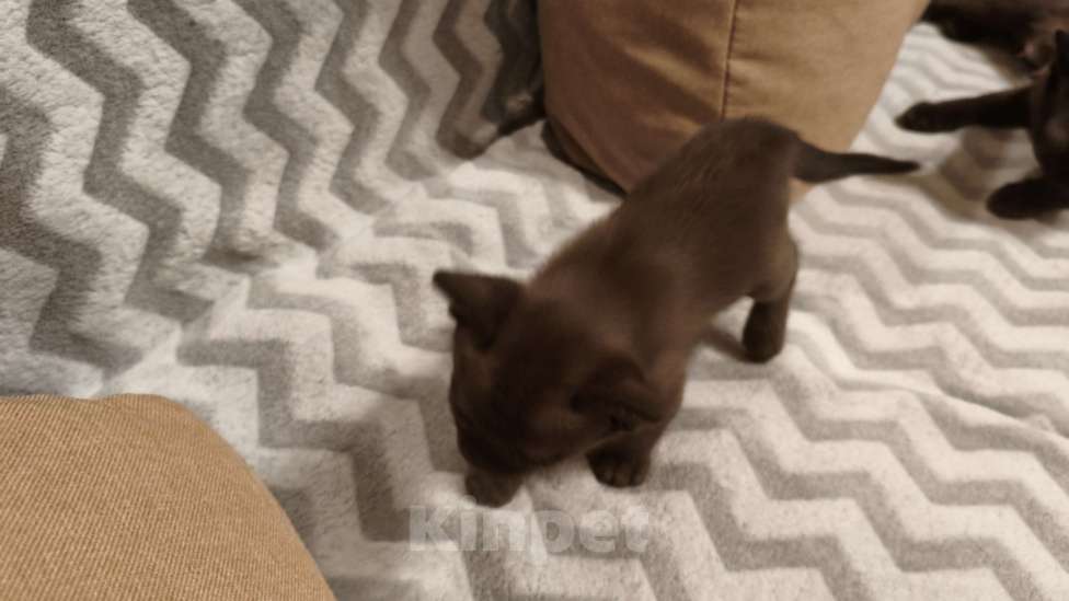 Кошки в Москве: Бурманские котята  Девочка, 25 000 руб. - фото 1