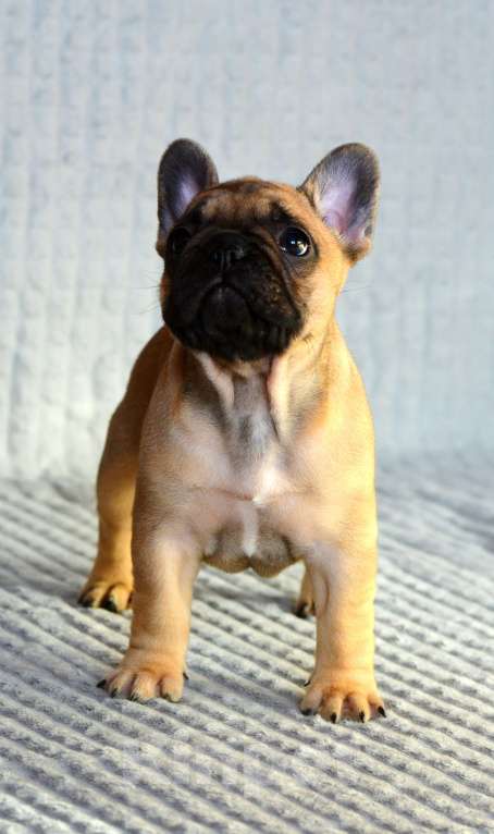 Собаки в Сосногорске: Красивая сука  Девочка, 120 000 руб. - фото 3