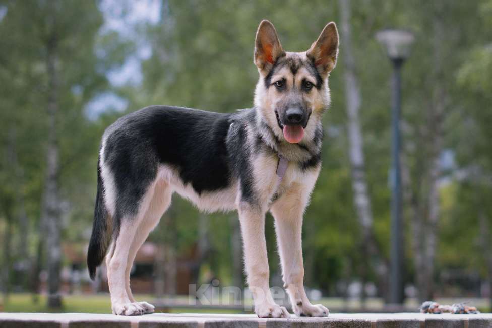 Собаки в Москве: Ищем дом для чудесной малышки Шерди Девочка, Бесплатно - фото 3