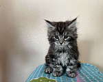 Кошки в Новосибирске: Котята мейн-кун (1 полидакт) Девочка, 8 000 руб. - фото 5