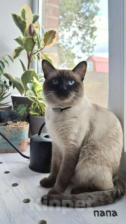 Кошки в Краснодаре: Тайский котенок Мальчик, 7 000 руб. - фото 7