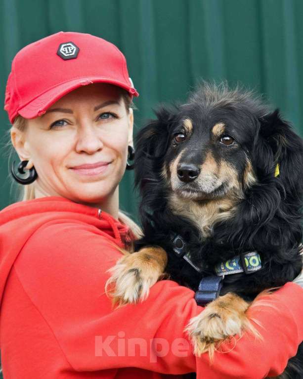 Собаки в других городах Московской области: Добрейший маленький Харви ищет дом Мальчик, Бесплатно - фото 7