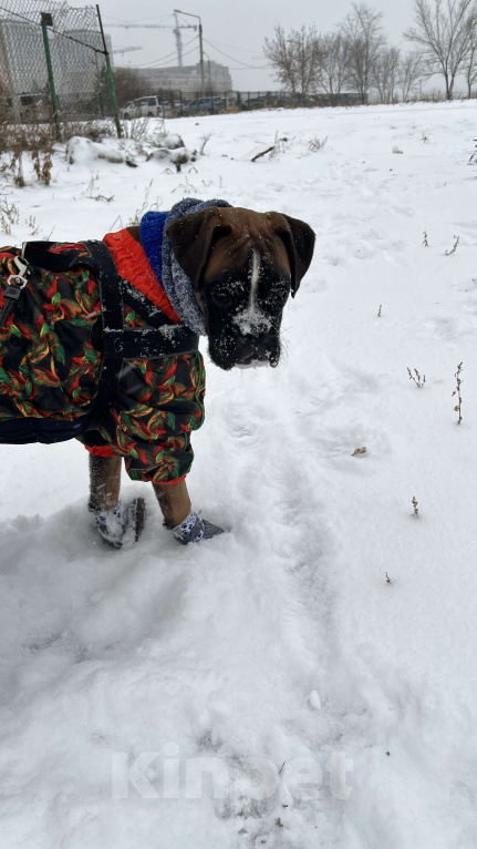 Собаки в Омске: Щенок немецкого боксера 7 месяцев  Мальчик, Бесплатно - фото 2