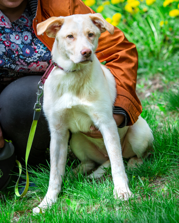 Собаки в Москве: Молоденькая девочка в дар Девочка, Бесплатно - фото 2