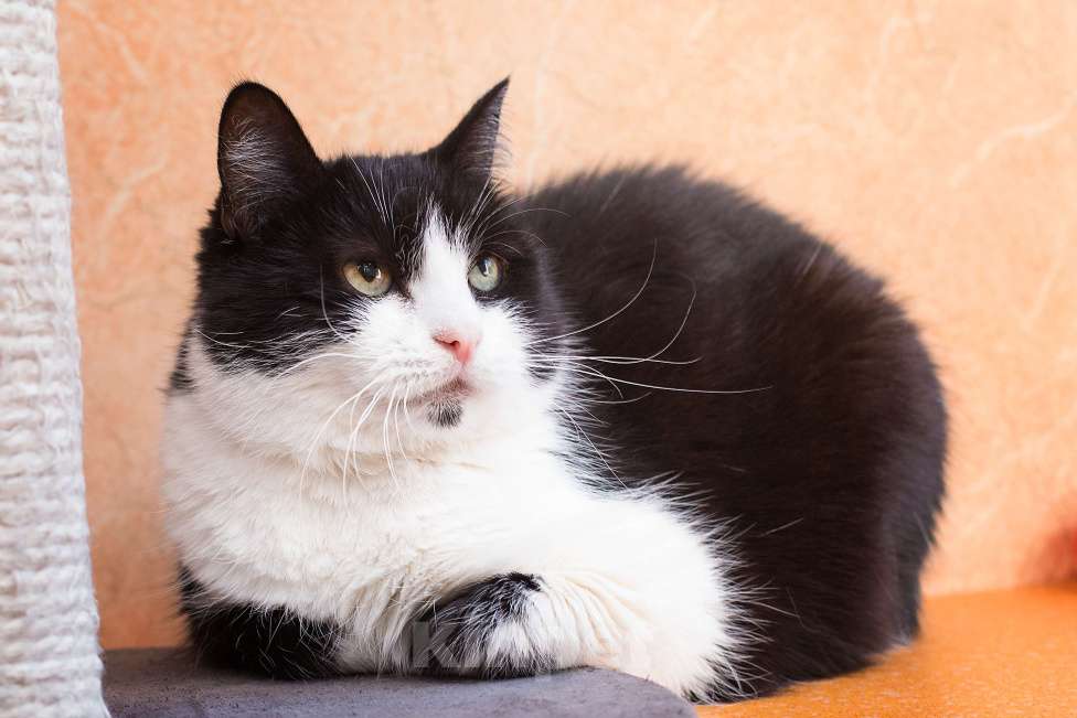 Кошки в Москве: "Фото попробуем, но результат не обещаем" Девочка, Бесплатно - фото 4