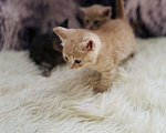 Кошки в Санкт-Петербурге: Шотландские котята продажа Мальчик, 15 000 руб. - фото 2