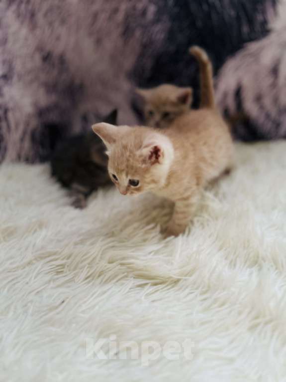 Кошки в Санкт-Петербурге: Шотландские котята продажа Мальчик, 15 000 руб. - фото 2
