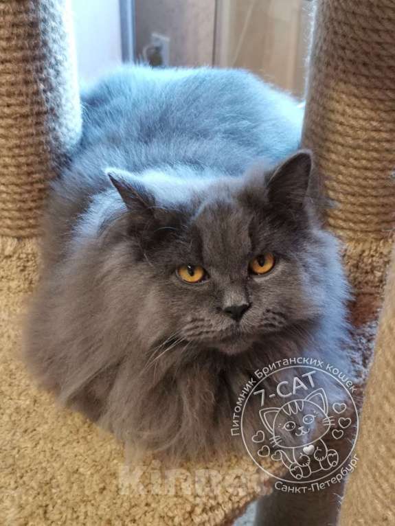 Кошки в Санкт-Петербурге: Британский длинношерстный котик 1 годик. Мальчик, 10 000 руб. - фото 9
