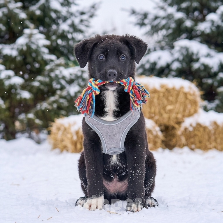 Собаки в Москве: щенок Одри в добрые руки Девочка, Бесплатно - фото 3