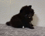 Собаки в Юрге: Померанские шпицы Мальчик, 35 000 руб. - фото 1