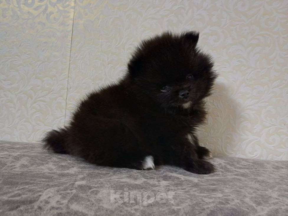 Собаки в Юрге: Померанские шпицы Мальчик, 35 000 руб. - фото 1