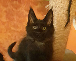 Кошки в Дмитре: Котенок мейн-кун Мальчик, 35 000 руб. - фото 1