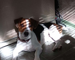Собаки в Одинцово: ВЯЗКА Джек Рассел, 100 руб. - фото 3