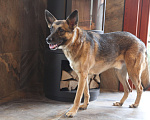 Собаки в Одинцово: Веник ищет дом Мальчик, Бесплатно - фото 4