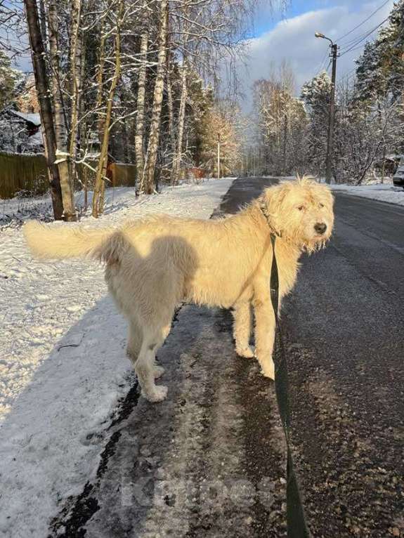 Собаки в Санкт-Петербурге: Беляш и Рыжуля, два невероятных пса, очень ждут свой дом и человека. Мальчик, Бесплатно - фото 8