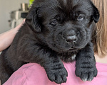 Собаки в Москве: Черная медведица Девочка, 150 000 руб. - фото 2