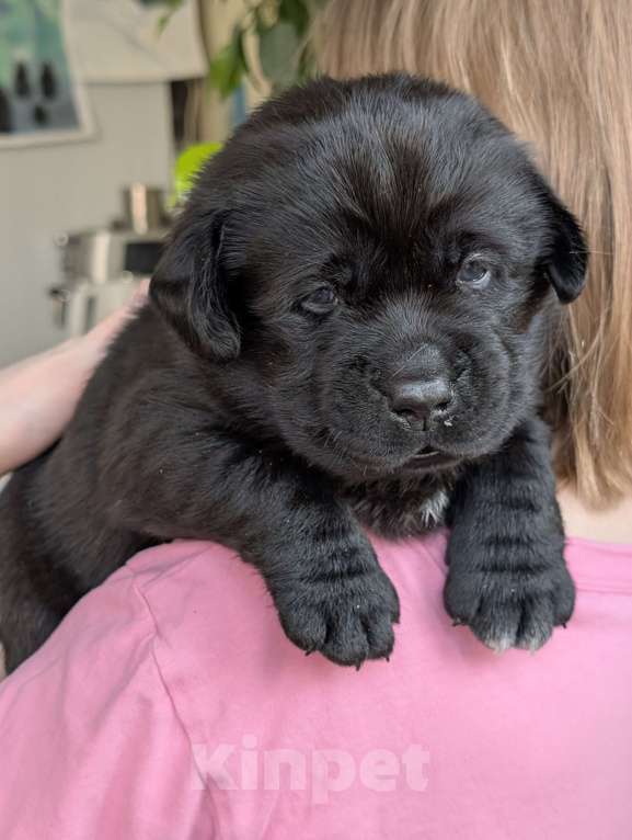 Собаки в Москве: Черная медведица Девочка, 150 000 руб. - фото 2