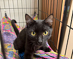 Кошки в Москве: Черный котёнок Нуар в добрые руки Мальчик, Бесплатно - фото 1