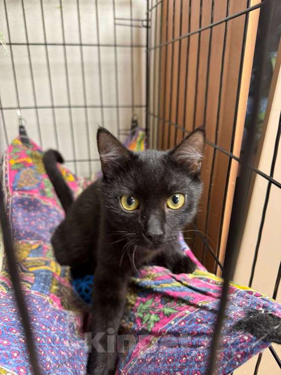 Кошки в Москве: Черный котёнок Нуар в добрые руки Мальчик, Бесплатно - фото 1
