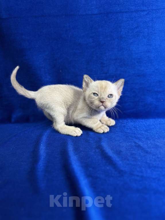 Кошки в Екатеринбурге: Клубные котята Европейской бурмы Мальчик, 60 000 руб. - фото 4