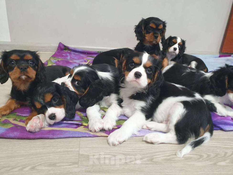 Собаки в других городах Калининградской области: Кавалер Кинг Чарльз Спаниель Мальчик, 38 000 руб. - фото 8