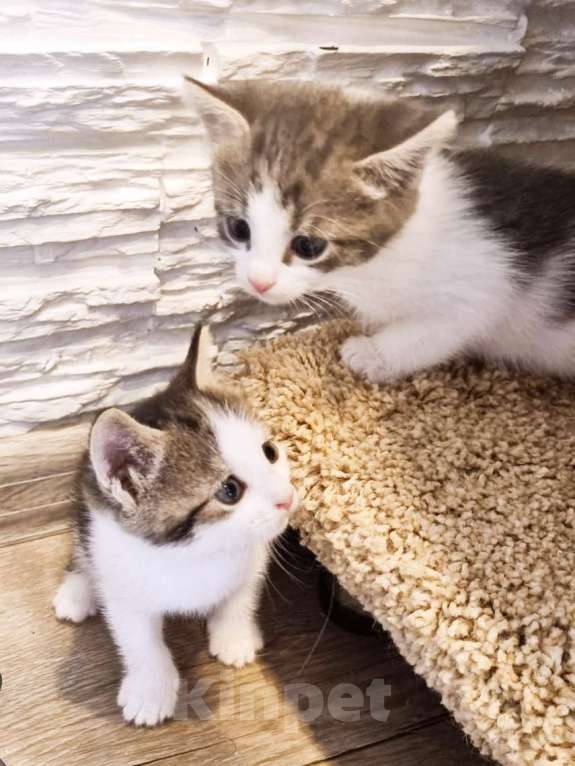 Кошки в Москве: Котята в добрые руки Девочка, Бесплатно - фото 3