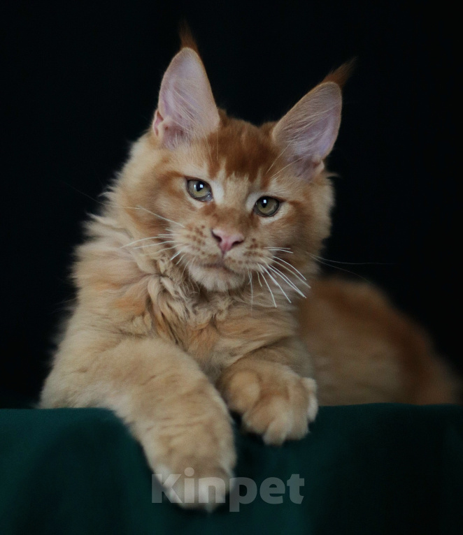Кошки в Санкт-Петербурге: Котёнок мейн-кун Мальчик, 100 000 руб. - фото 2