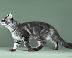 Кошки в Видном: Котенок мейн-кун - настоящее чудо с кисточками! Мальчик, 50 000 руб. - фото 5