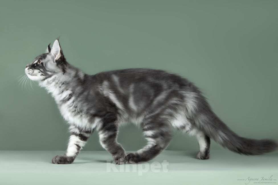 Кошки в Видном: Котенок мейн-кун - настоящее чудо с кисточками! Мальчик, 50 000 руб. - фото 5