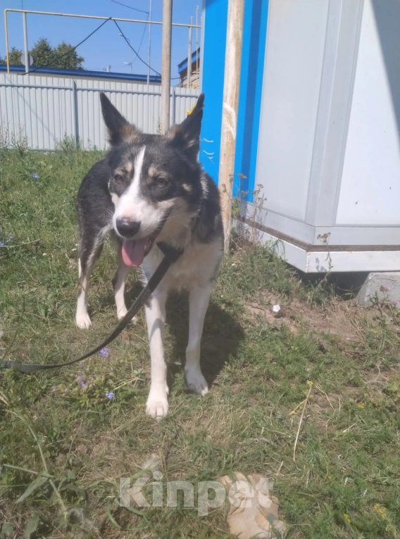 Собаки в Чебоксарах: Адель  Девочка, 100 руб. - фото 1