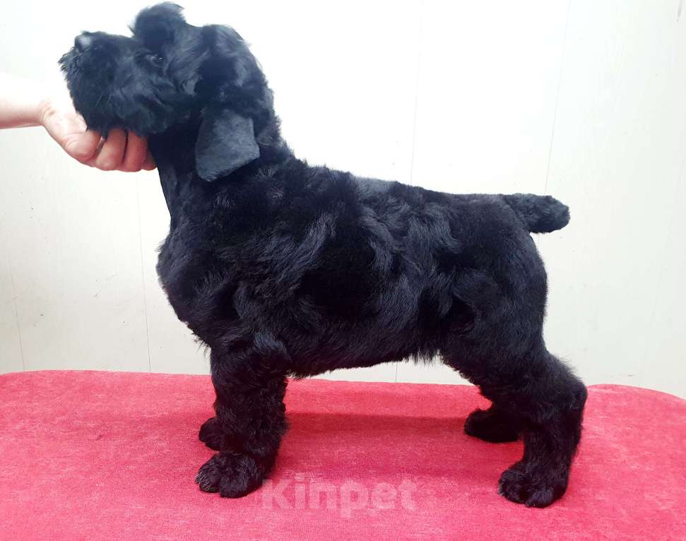 Собаки в Новосибирске: русский чёрный терьер , щенки  Девочка, 30 000 руб. - фото 2