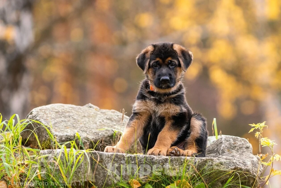 Собаки в Екатеринбурге: Щенки  Мальчик, Бесплатно - фото 6