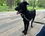 Собаки в Фрязино: Щенок помесь лабрадора Мальчик, 6 руб. - фото 2