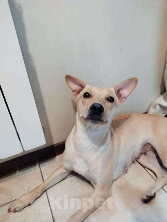 Собаки в Москве: Лада собака мечта, отличное поведение дома и на улице. Девочка, 1 руб. - фото 3