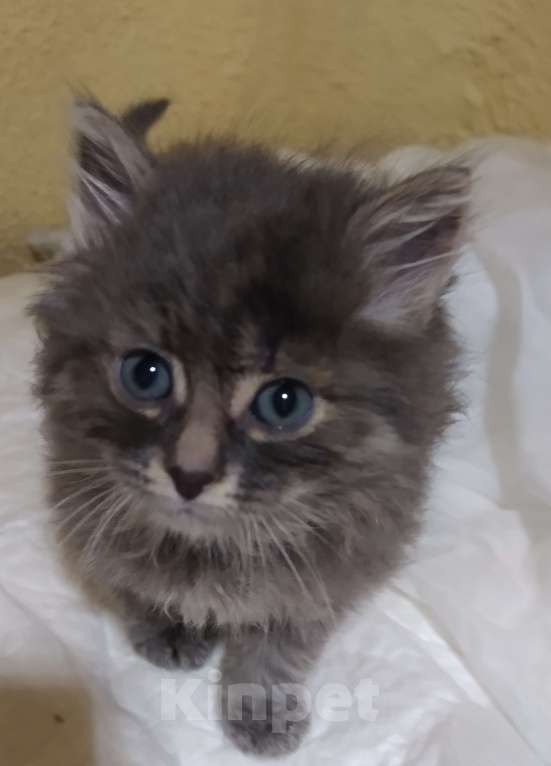 Кошки в Москве: Серый пушистик ищет дом Девочка, 1 руб. - фото 4