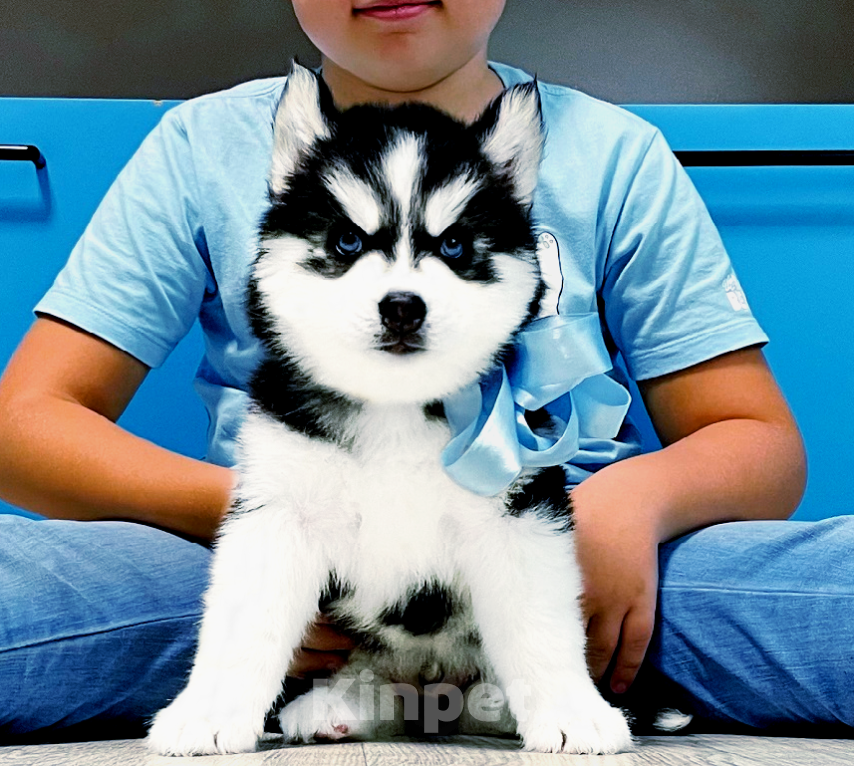 Собаки в Каменске-Шахтинском: Хаски Щенки Разных окрасов Разнополые, Бесплатно - фото 1