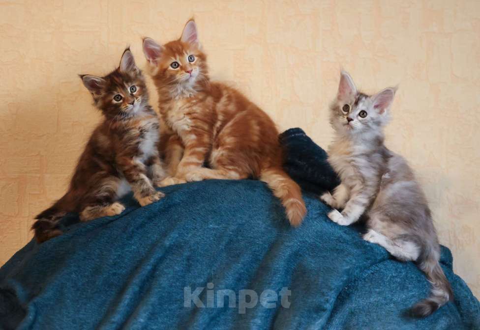 Кошки в Москве: Котенок мейн-кун Девочка, 60 000 руб. - фото 7