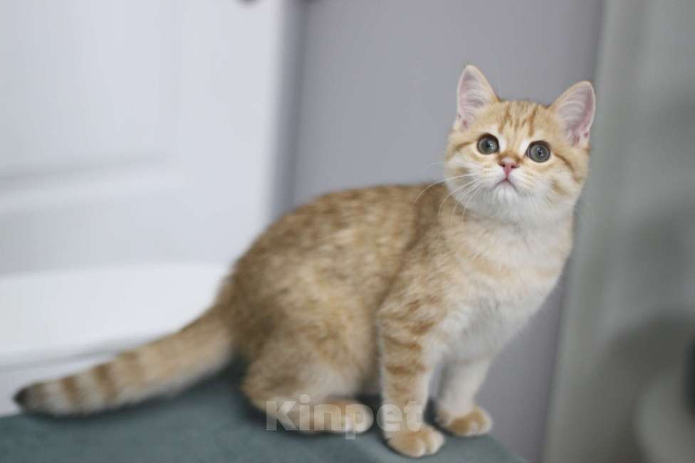 Кошки в Москве: Фисташка Девочка, 35 000 руб. - фото 1