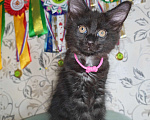 Кошки в Перми: Котята мейн-кун Девочка, 25 000 руб. - фото 3