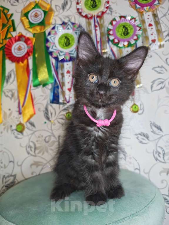Кошки в Перми: Котята мейн-кун Девочка, 25 000 руб. - фото 3