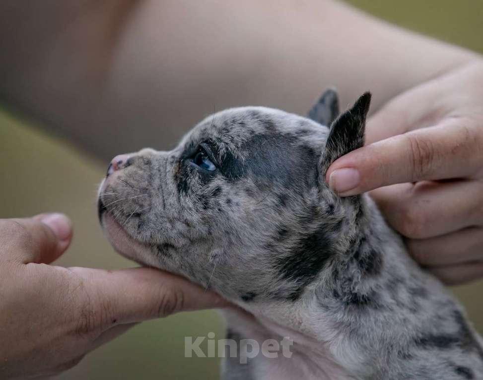 Собаки в Москве: Американский булли Девочка, 250 000 руб. - фото 6